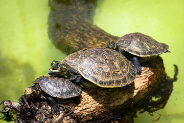 Yellow-spotted Amazon river turtle (Podocnemis unifilis) on top of a tree branch and against a green background from a water pond.