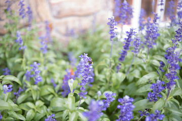Purple Flowers Background