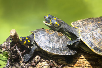 Obraz premium Yellow-spotted Amazon river turtle (Podocnemis unifilis) on top of a tree branch and against a green background from a water pond.