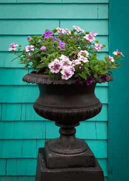 Pedestal planter with verbena and petunias against a teal colored wall.