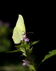 Zitronenfalter_Gonepteryx_common brimestone