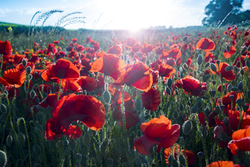 Poppies Field at Sunset in Dorset