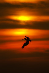 silhouette of a pelican flying at sunset