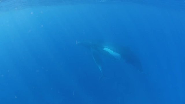 Calf and mother humpback whale swim to surface, POV