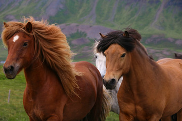Naklejka premium Islandpferde im Trab, Island