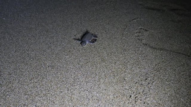 POV, baby sea turtle crawls across beach at night