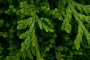 Thuja macro
