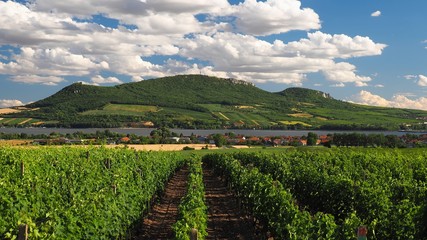 Fototapeta na wymiar Vineyards above Pálava, South Moravia, Czech republic