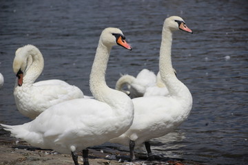 Obraz premium Weißer Schwan