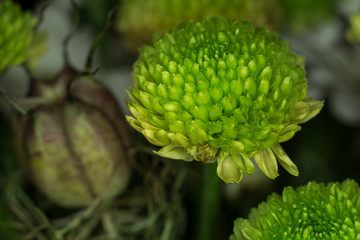Green flower macro