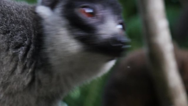 Close up, mongoose lemur on tree