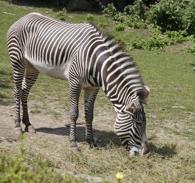 Fototapeta zebra 