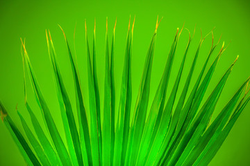 Bright green spread palm leaf on green background.