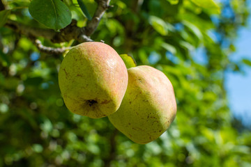 Pears on a tree