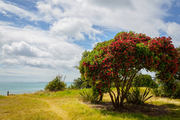 Fototapeta na wymiar Pohutukawa Flower Tree at Long Bay Beach Auckland New Zealand; Regional Park