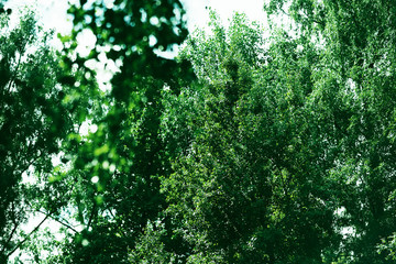 Fototapeta na wymiar Horizontal green tree branches background