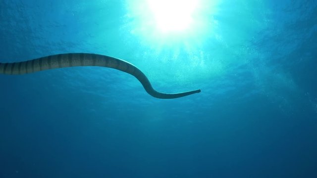 Sea snake swims off coast of Indonesia, POV