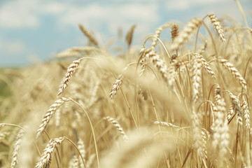 Agricultural background. Ripe golden spikelets of wheat in field
