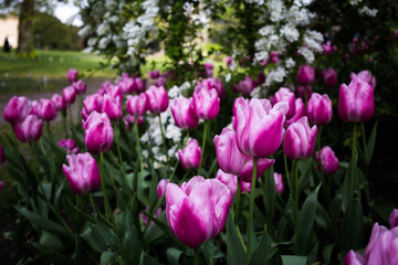 Obraz premium Pink Tulips