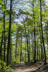 Wanderweg im  Naturpark Pfälzerwald
