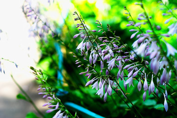 Diagonal vivid flowers bokeh background