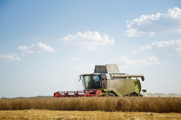 Plakat Working combine harvester in a wheat field. Agricultural background.