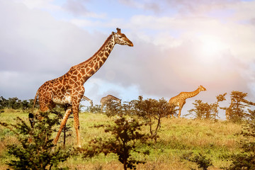 Fototapeta premium A herd of giraffes in the African savannah . Serengeti National Park . Tanzania.