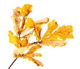 Yellow dried autumn oak twig and leaves