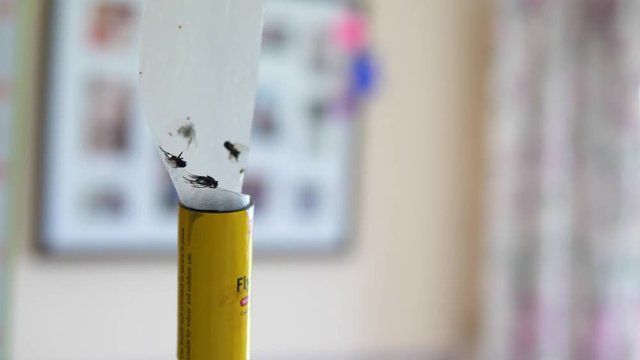 sticky fly trap with dead flies inside a house