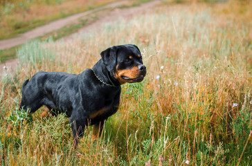 Cute rottweiler dog