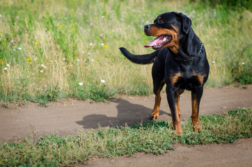 Cute rottweiler dog