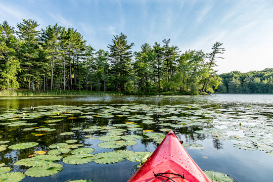 Kayak on Lake with lily pads