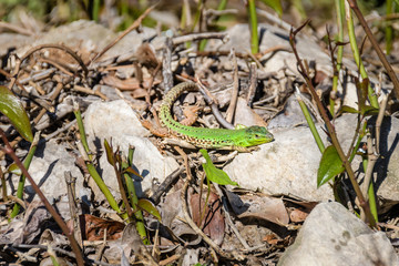 Male european green lizard lacerta viridis on a rock