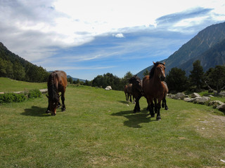 Sommer in Europa
