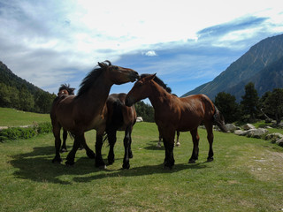 Sommer in Europa