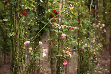 Obraz premium Kletterrosen