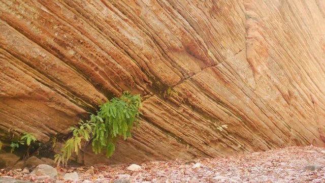 A fern defies the odds and grows in the cracks of the desert red rock.