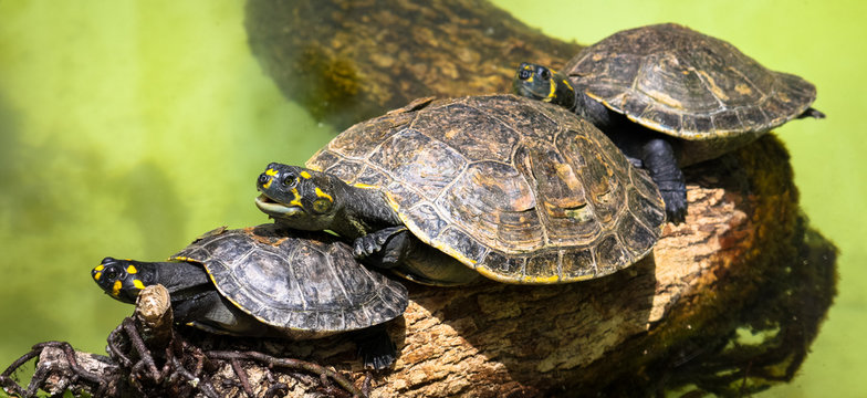 Goup of yellow-spotted Amazon river turtles (Podocnemis unifilis) on top of a tree branch and against a green background from a water pond closeup.