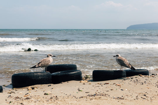 Ecological concept. Seagull on the scrap tires on the beach of Black sea.
