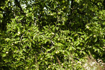 Obraz premium apple garden