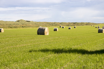 Bales of Hay in Grassy Field