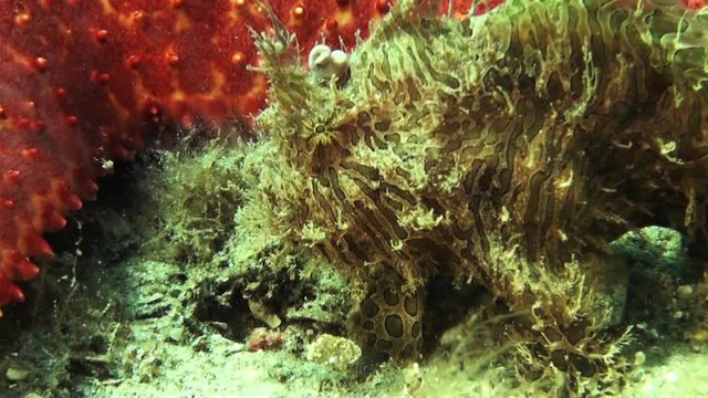 Striated frogfish walks by sea star, close up