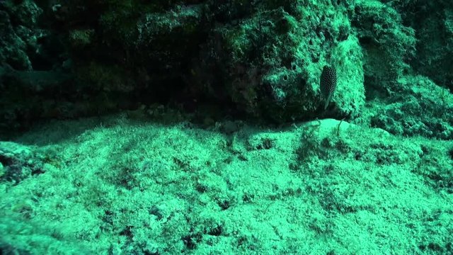Spotted minnow swims in Sea of Cortez, POV