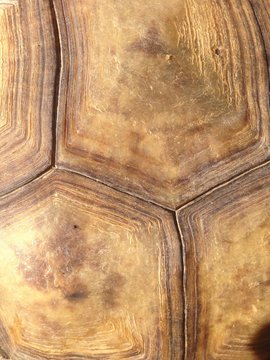 Tortoise Shell, California