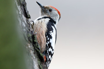 Middle Spotted Woodpecker (Dendrocopos medius).
