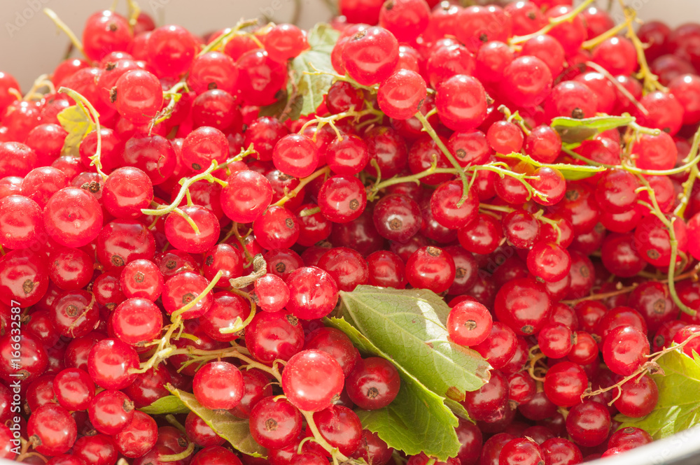 Wall mural Red currant