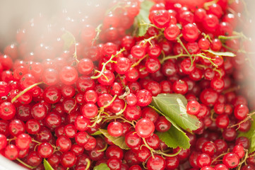 Red currant