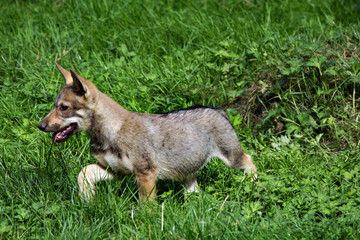 Obraz premium Junger Grauwolf