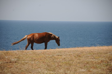 Naklejka premium Horses on the field near the sea