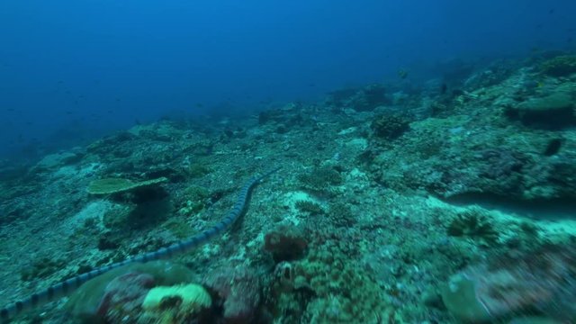 Sea snake swims over sea bed, POV
